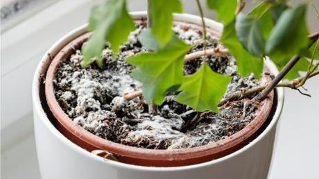 Schimmel auf Blumenerde: Ursachen kennen und behandeln