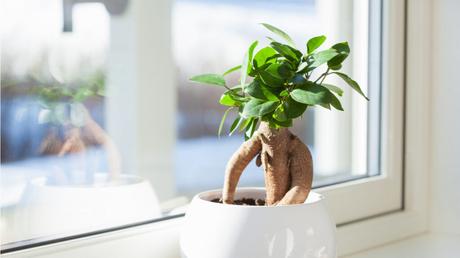 11 Bonsai Arten für mehr Exotik in Haus und Garten