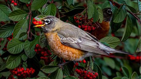 11 Bonsai Arten für mehr Exotik in Haus und Garten
