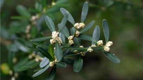 11 Bonsai Arten für mehr Exotik in Haus und Garten