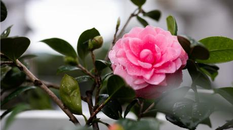 11 Bonsai Arten für mehr Exotik in Haus und Garten