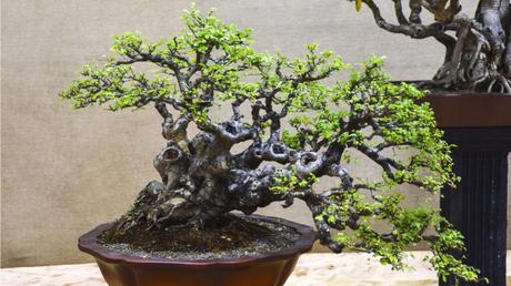 11 Bonsai Arten für mehr Exotik in Haus und Garten