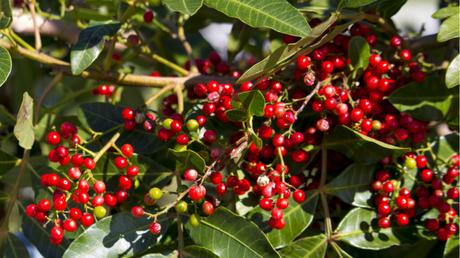 11 Bonsai Arten für mehr Exotik in Haus und Garten