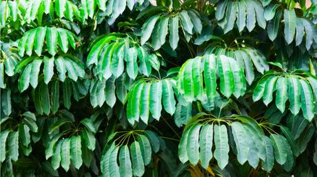 11 Bonsai Arten für mehr Exotik in Haus und Garten