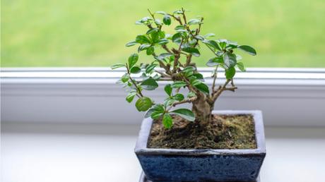11 Bonsai Arten für mehr Exotik in Haus und Garten