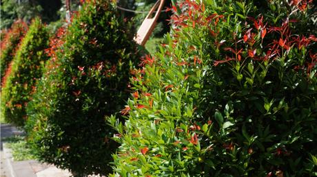 11 Bonsai Arten für mehr Exotik in Haus und Garten
