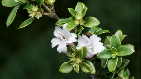 11 Bonsai Arten für mehr Exotik in Haus und Garten