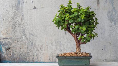 11 Bonsai Arten für mehr Exotik in Haus und Garten