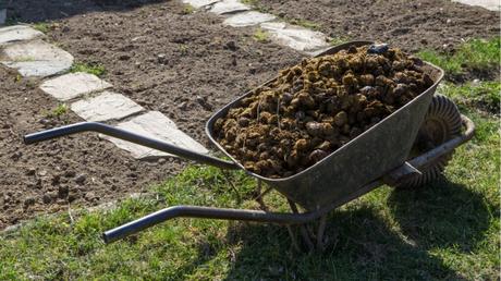 Pferdemist als Dünger verwenden: Das sollten Sie wissen