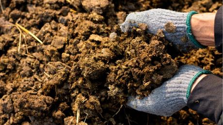 Pferdemist als Dünger verwenden: Das sollten Sie wissen