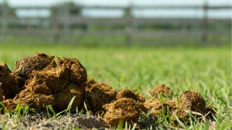 Pferdemist als Dünger verwenden: Das sollten Sie wissen