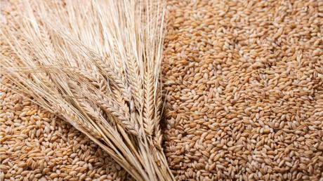 Getreidearten im Überblick: 7 Sorten und ihre Merkmale