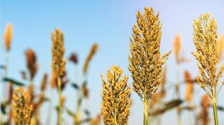 Getreidearten im Überblick: 7 Sorten und ihre Merkmale