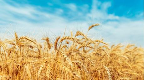Getreidearten im Überblick: 7 Sorten und ihre Merkmale