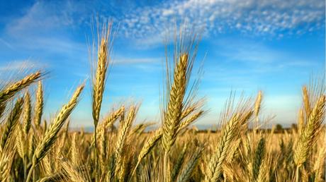 Getreidearten im Überblick: 7 Sorten und ihre Merkmale