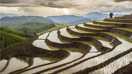 Getreidearten im Überblick: 7 Sorten und ihre Merkmale