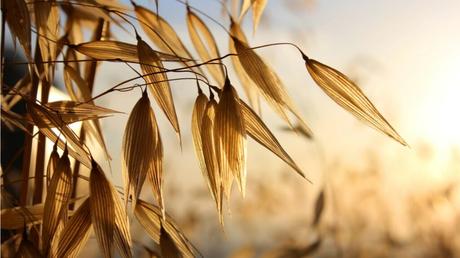 Getreidearten im Überblick: 7 Sorten und ihre Merkmale