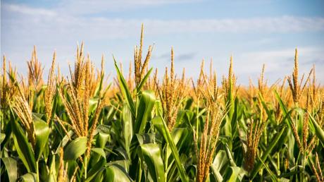 Getreidearten im Überblick: 7 Sorten und ihre Merkmale