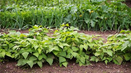 Horstsaat Methode: ihre Bedeutung und wie sie funktioniert