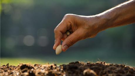 Horstsaat Methode: ihre Bedeutung und wie sie funktioniert