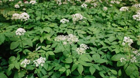 Kaffeesatz gegen Giersch: Funktioniert das Hausmittel?