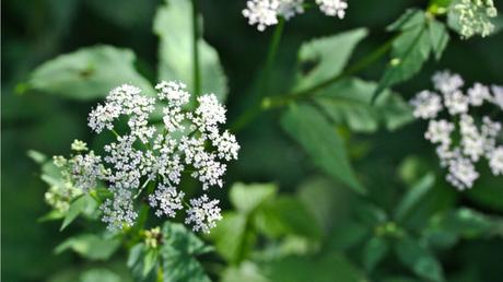 Kaffeesatz gegen Giersch: Funktioniert das Hausmittel?