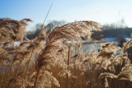 Alles rund um Winterschutz: Wir beantworten die Top-Fragen