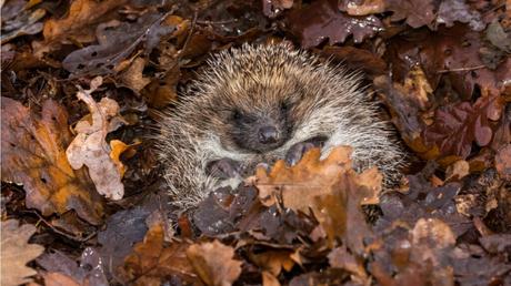Alles rund um Winterschutz: Wir beantworten die Top-Fragen