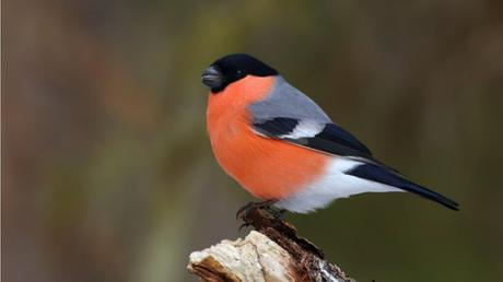 Vögel im Winter: Diese 10 Vogelarten überwintern in unseren Gärten