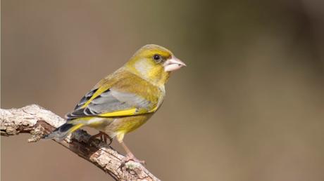 Vögel im Winter: Diese 10 Vogelarten überwintern in unseren Gärten