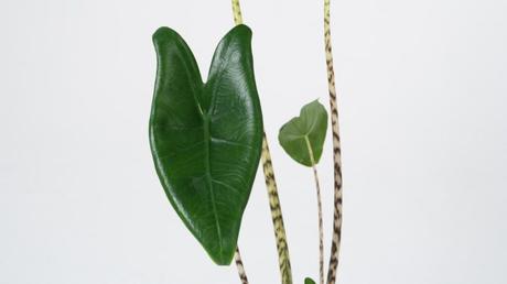 Alocasia zebrina: Pflege & Tipps für die Kultivierung