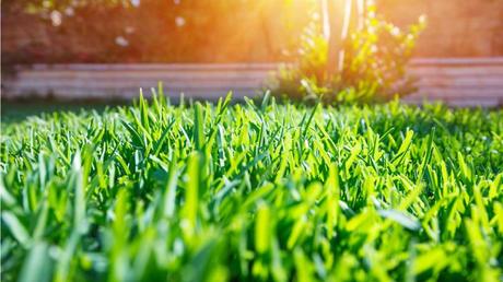 Schöner Rasen – Tipps und Tricks für eine gepflegte Grünfläche!