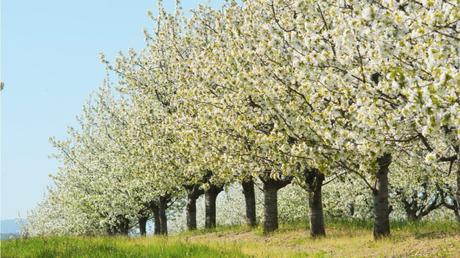 8 Bäume mit weißen Blüten: beruhigend und wunderschön