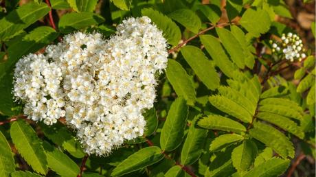 8 Bäume mit weißen Blüten: beruhigend und wunderschön