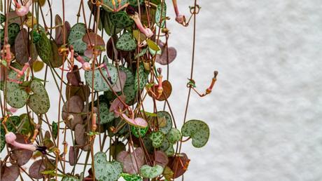 Diese 10 Zimmerpflanzen sterben bei unter 18 Grad – Achtung beim Energiesparen