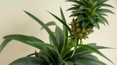 Ananaspflanze pflegen: Pflegetipps und Standortwissen kompakt