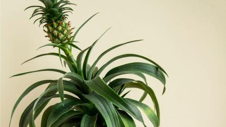 Ananaspflanze pflegen: Pflegetipps und Standortwissen kompakt