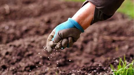 Blumenwiese anlegen: eine Schritt-für-Schritt-Anleitung für mehr Vielfalt im Garten