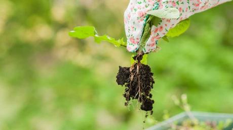 Blumenwiese anlegen: eine Schritt-für-Schritt-Anleitung für mehr Vielfalt im Garten