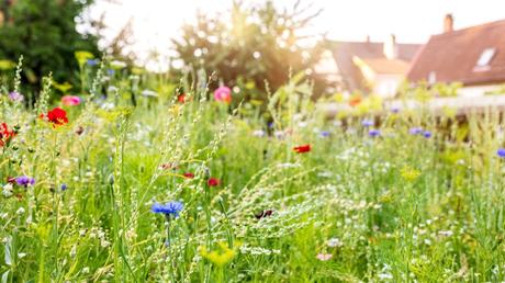 Blumenwiese anlegen: eine Schritt-für-Schritt-Anleitung für mehr Vielfalt im Garten