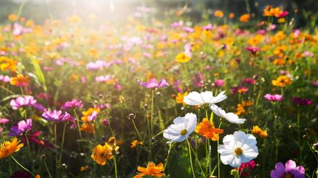 Blumenwiese anlegen: eine Schritt-für-Schritt-Anleitung für mehr Vielfalt im Garten