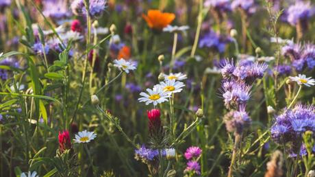 Blumenwiese anlegen: eine Schritt-für-Schritt-Anleitung für mehr Vielfalt im Garten