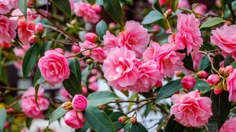 Blumen im Januar: 8 Blumen, die im ersten Monat des Jahres blühen