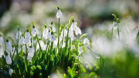 Blumen im Januar: 8 Blumen, die im ersten Monat des Jahres blühen