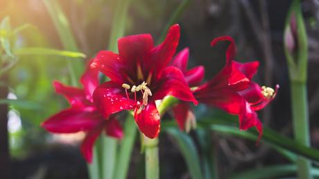 Blumen im Januar: 8 Blumen, die im ersten Monat des Jahres blühen