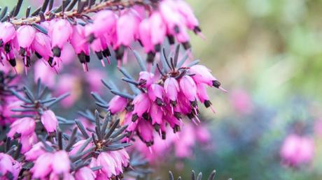 Blumen im Januar: 8 Blumen, die im ersten Monat des Jahres blühen