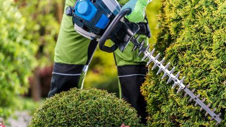 So werden Bäume und Hecken sicher entfernt