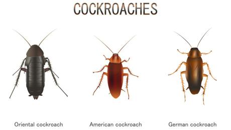 Die Kakerlake – Inbegriff des Schädlings