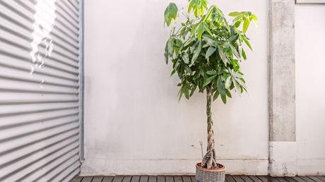 Pachira aquatica Pflege: Die Glückskastanie kultivieren und vermehren