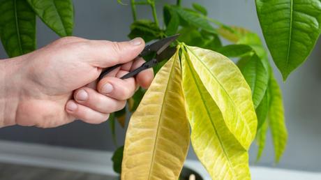 Pachira aquatica Pflege: Die Glückskastanie kultivieren und vermehren